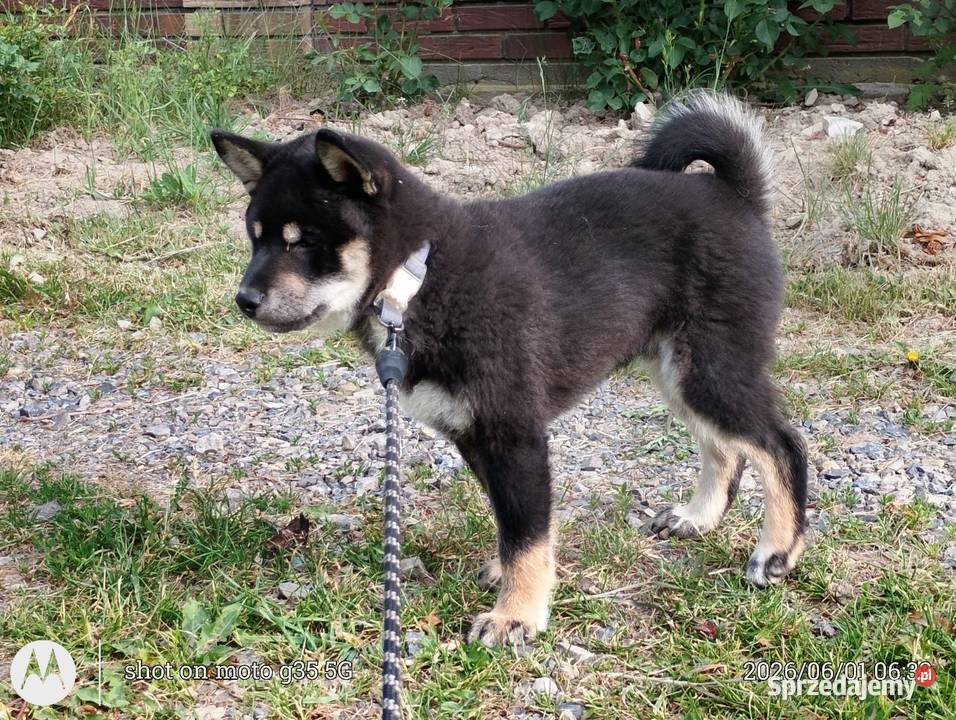 SHIBA INU Nowy miot przyjmujemy zamówienia Pozostałe Bychawka Trzecia
