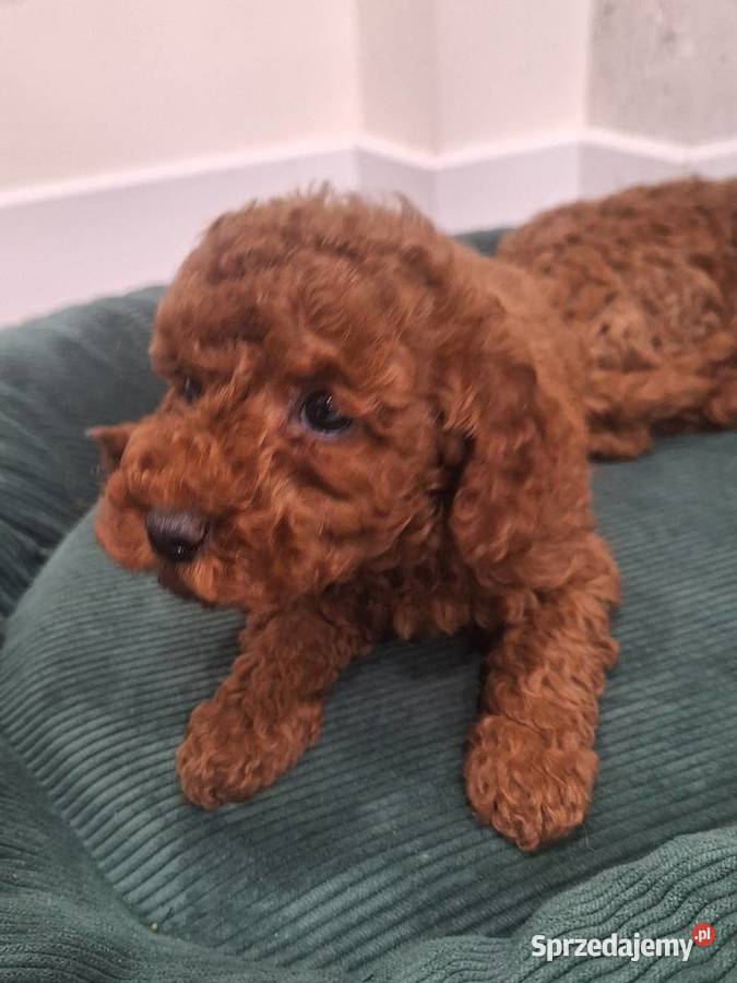 Pudel toy red szczeniaki lubelskie Lublin sprzedam