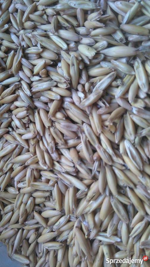 Owies Bingo świętokrzyskie Bukowa