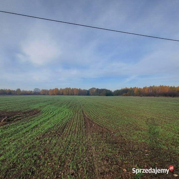 Gospodarstwo 8 ha Gostynin Strzelce Sokołów 10zł/m2 Łanięta