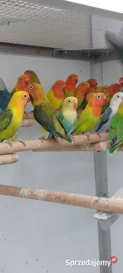 Papugi nierozłaczki Ptaki Brodnica