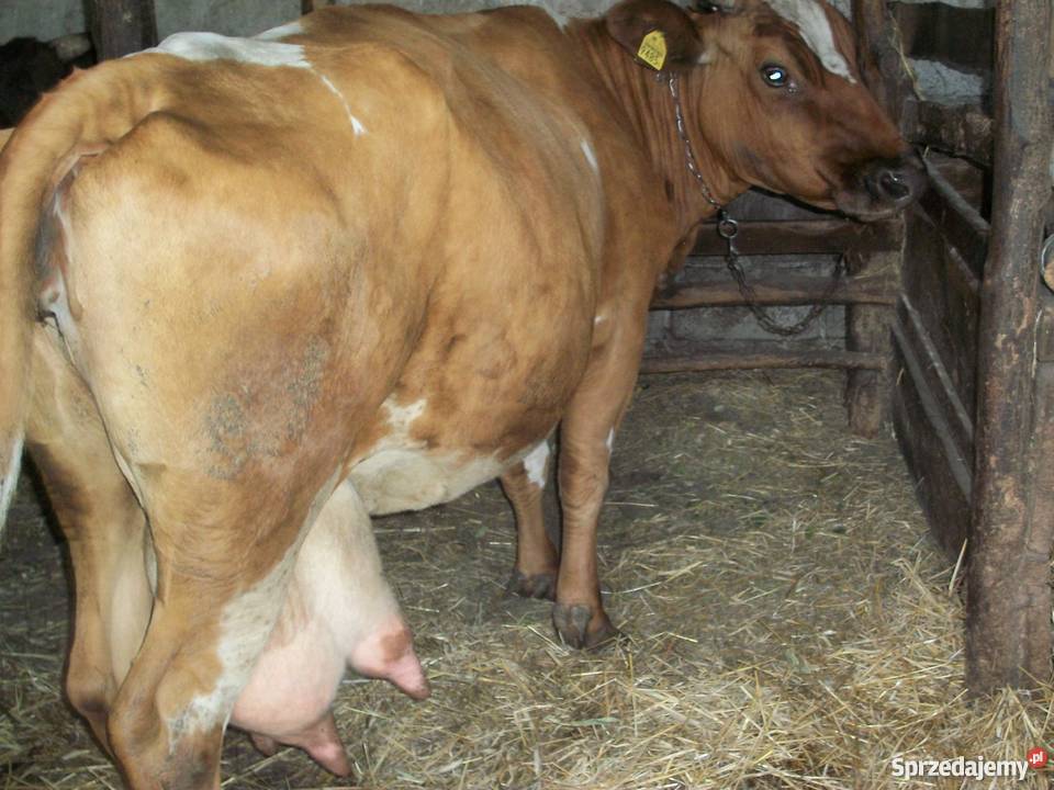 sprzedam krowę Chylin Wielki sprzedam