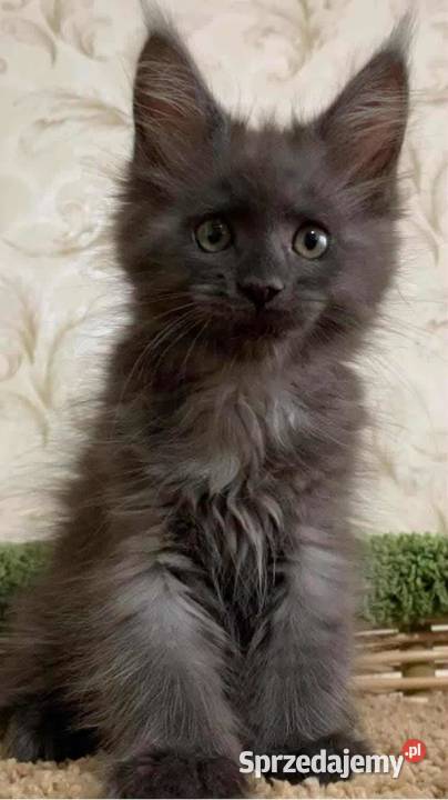 MAMY Małe KOCIETA MAINE COON Kraków