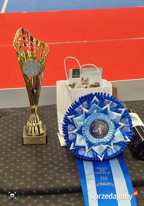 Piesek Beagle ZkwpFCI Championach DNA
