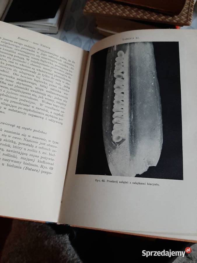 Mistrzostwo Natury Dr MWit 1936 r Antykwariat Stronie Śląskie