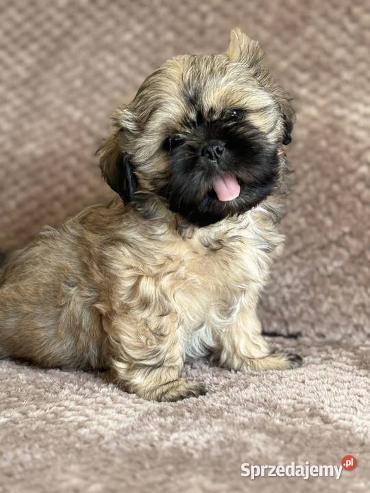 Szczenięta shih tzu Shih Tzu sprzedam