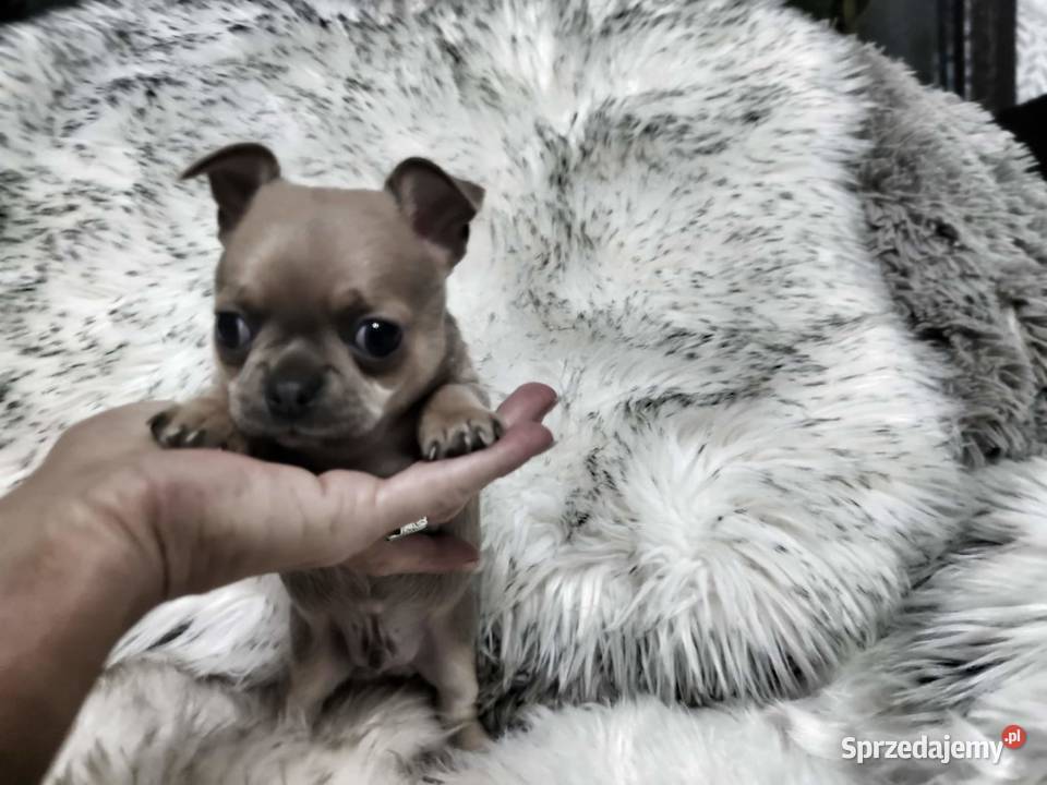 Chłopcy chihuahua gotowi do odbioru piękne wielkopolskie Ciszkowo