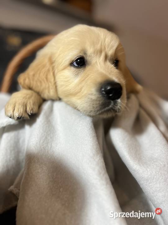 Szczeniak Golden Retriever Suczka Sunia z mazowieckie Warszawa sprzedam