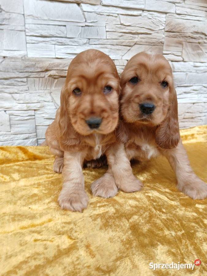 Śliczne Szczenięta Cocker Spaniel Angielski Sieradz