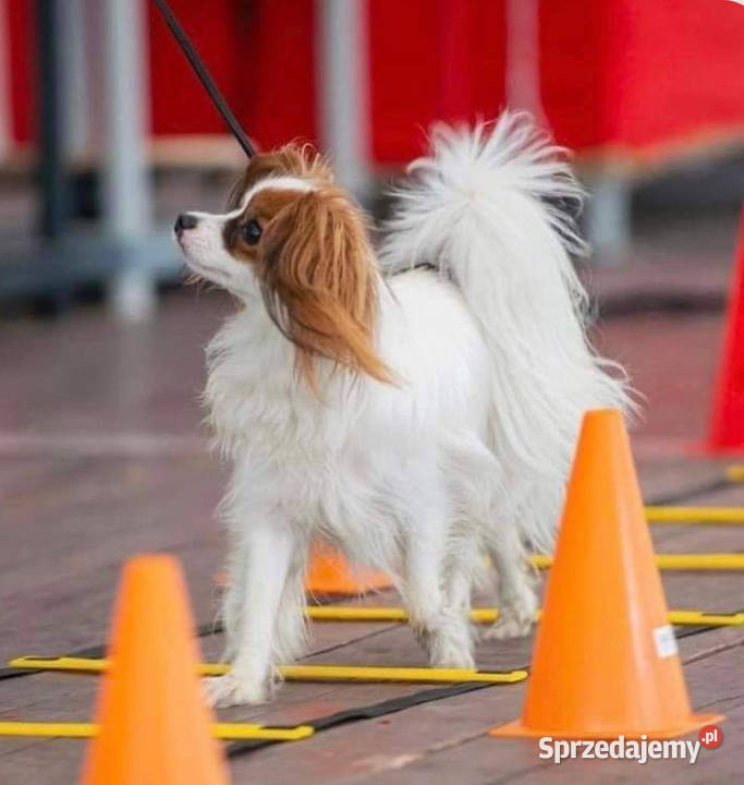Spaniel kontynentalny phalene odmiana papillon śląskie Bielsko-Biała sprzedam
