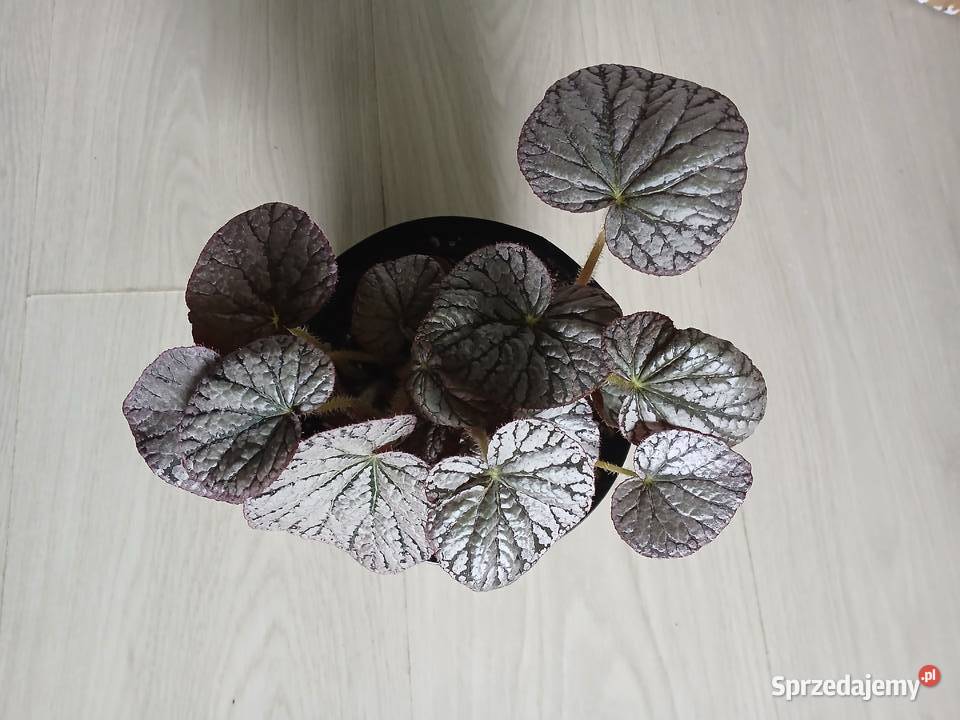 Begonia silver lace srebrna Częstochowa