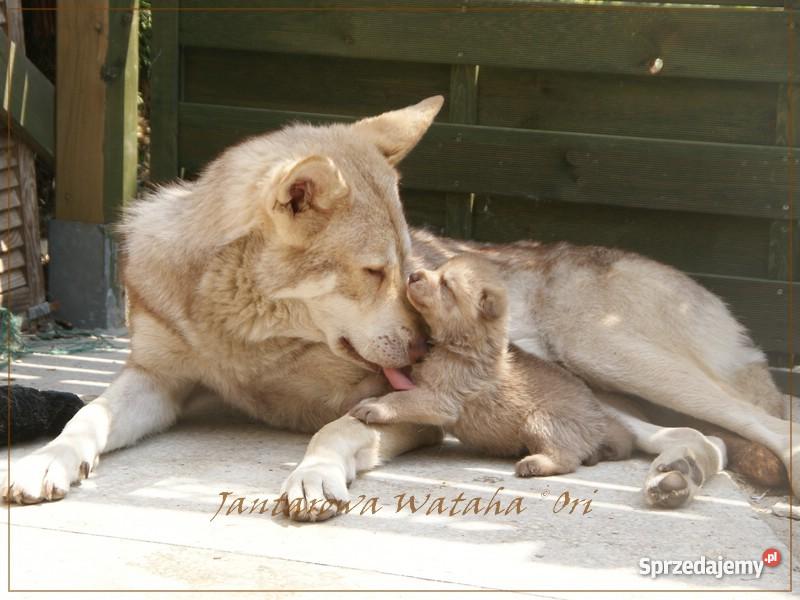 Wilczak Saarloosa szczenięta rodowodowe Poznań sprzedam