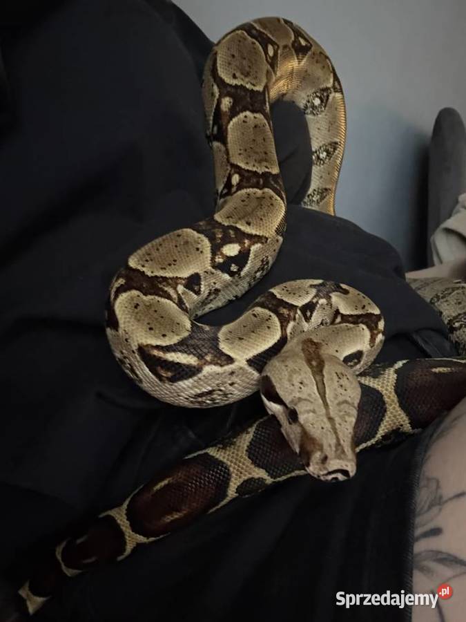 Boa imperator samica wąż na sprzedaż Żory