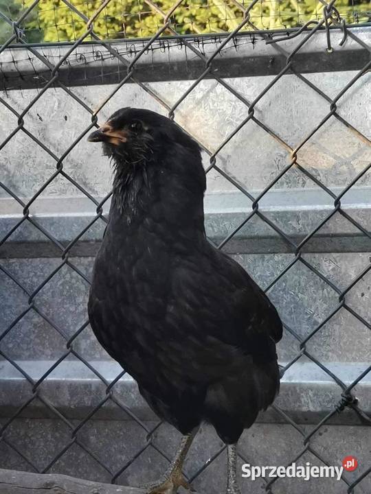Kurczaki kury kogut Araucana Araukana Sławsk
