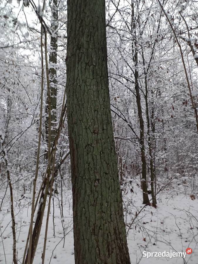 Sprzedam las dębowy 17500m2 Siemiatycze sprzedam