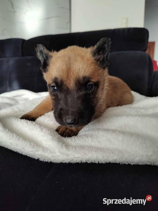 Owczarek Belgijski Malinois Szczeniaki Częstochowa