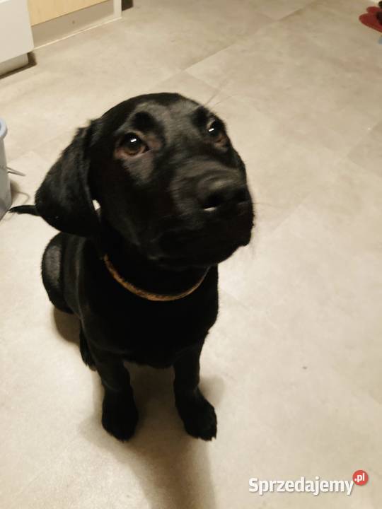 LABRADOR 3 MIESIĘCZNY CHŁOPCZYK Lubin