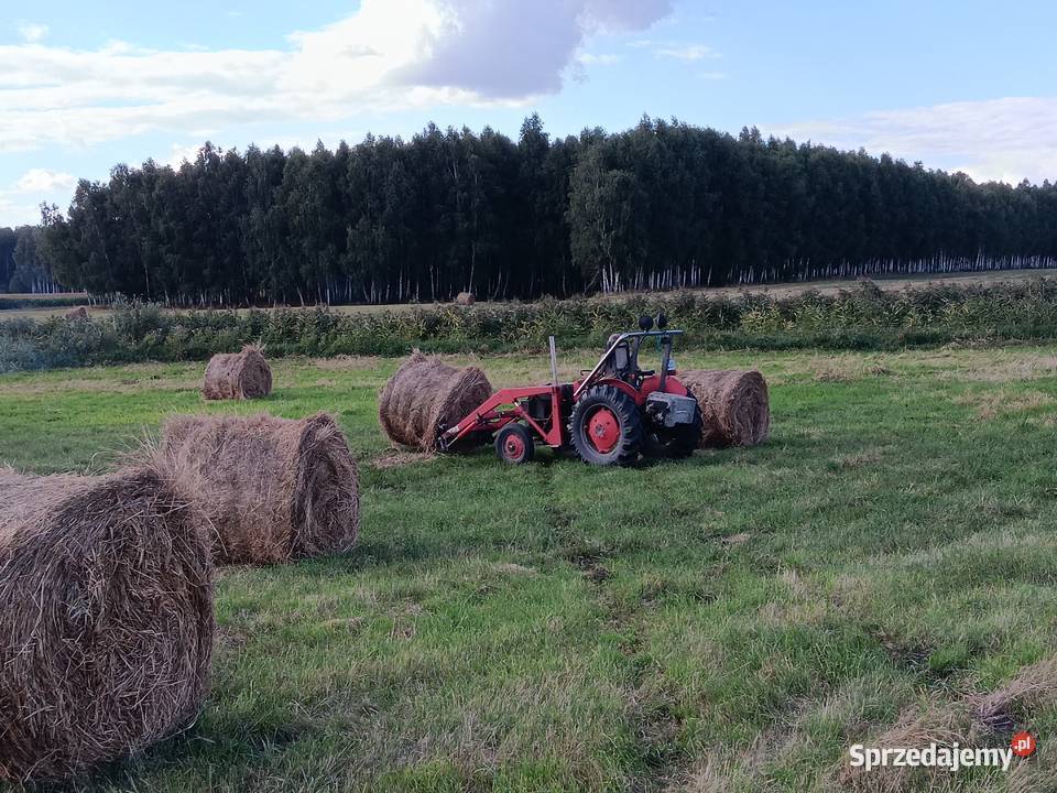 siano bele w stodole alpak kóz owiec królików Chylin sprzedam