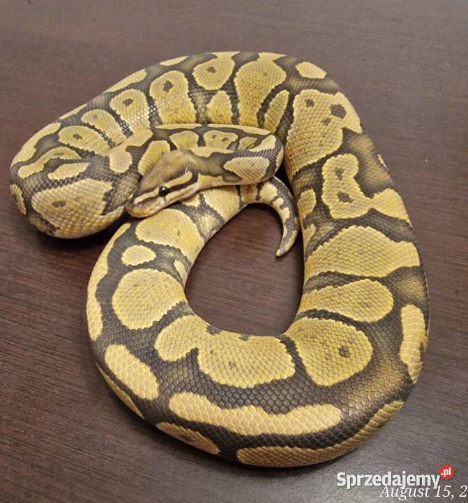 Pyton Krolewski Hodowla w niewoli