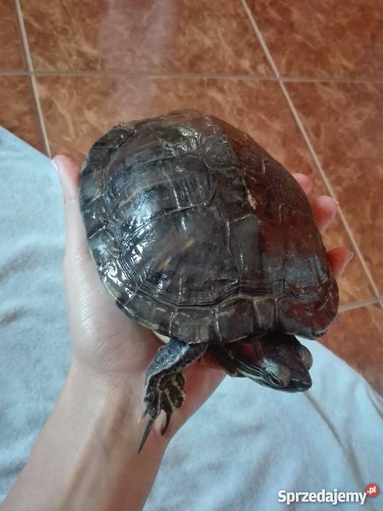 Do sprzedania dwa żółwie żółtolicy i Kramkowo
