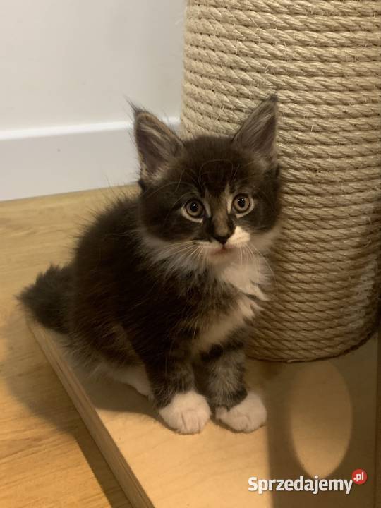 Rezerwacja kocięta koty i kocice Maine Coon Warszawa