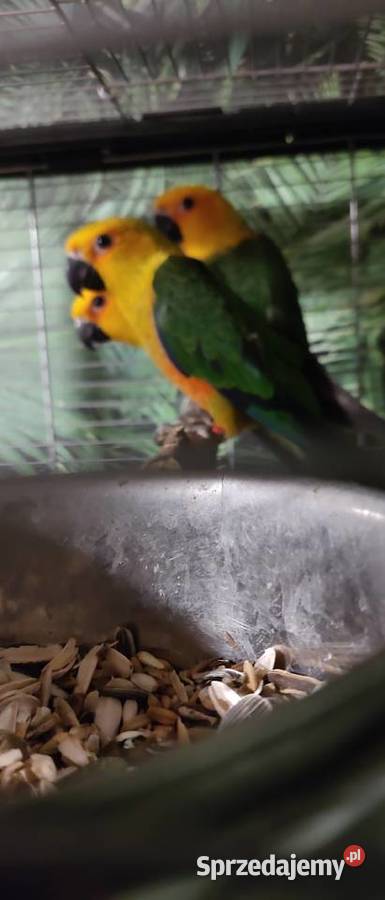 Sprzedam Kontury ognistobrzuche Wałbrzych