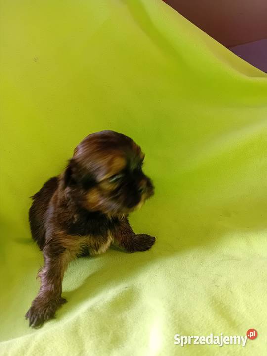 Czekoladowa Pieski Shihtzu Reda
