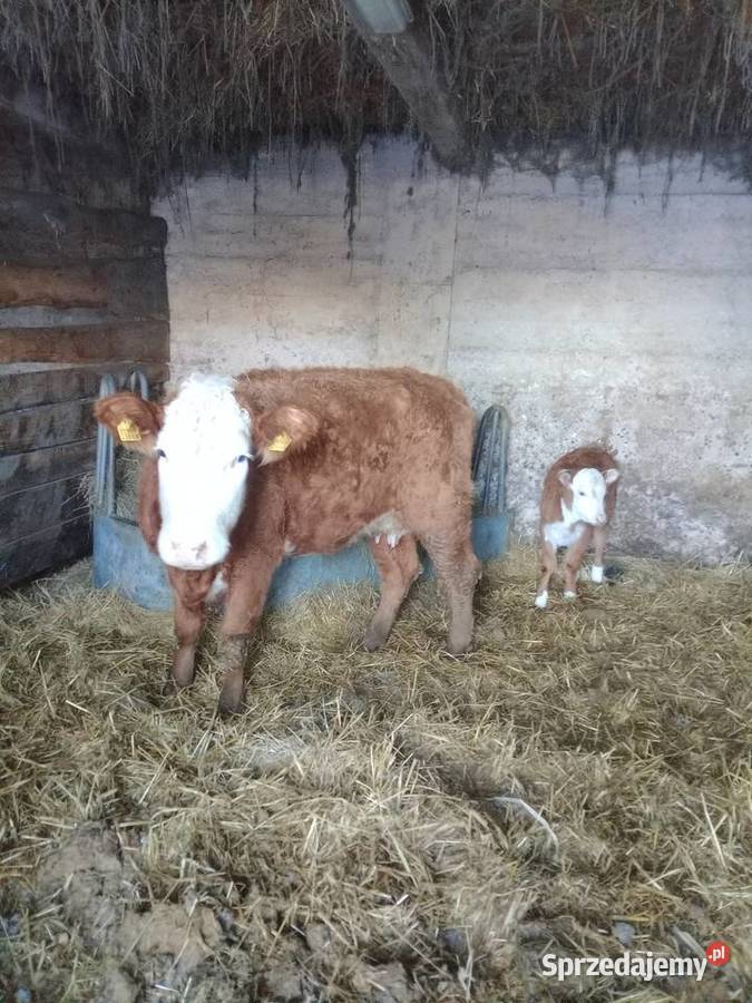 Jałówka z cielakiem Lipsk sprzedam
