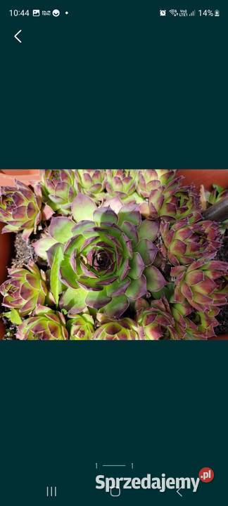 Rojnik rozchodnik Kaktusy i sukulenty Kamień-Kolonia