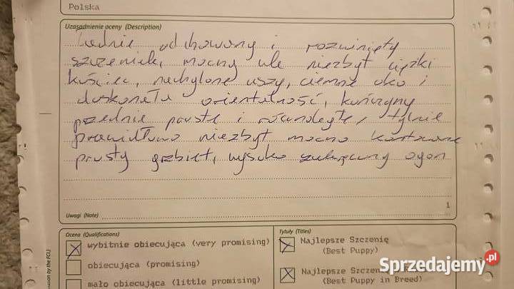 Akita okazja lubuskie Siedlisko