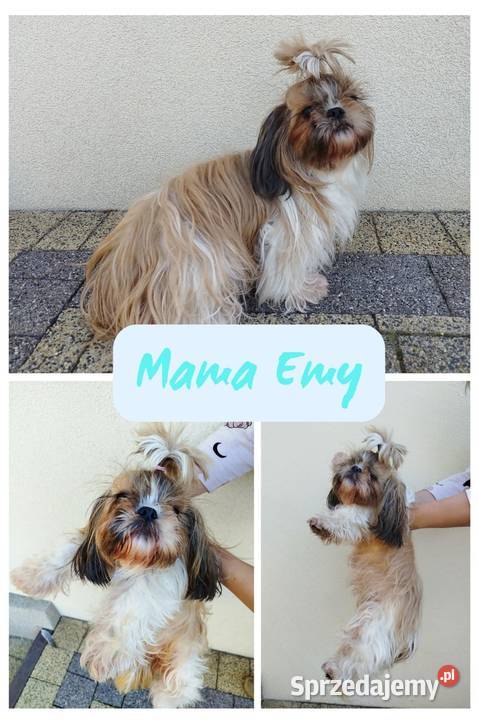 Szczenięta Shih Tzu Tricolor Radom sprzedam