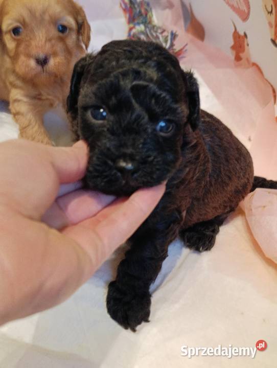 Cavapoo szczenięta opolskie Krapkowice sprzedam