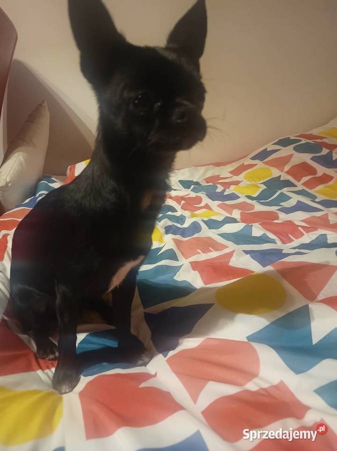 Piesek chihuahua Bydgoszcz