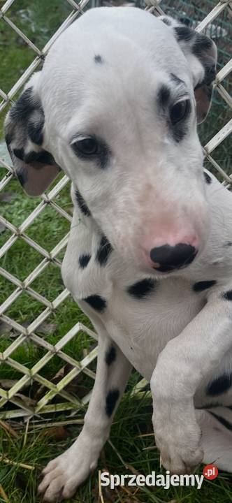 Dalmatyńczyk Dalmatyńczyki Szczeniak Już Gotowa mazowieckie Józefów