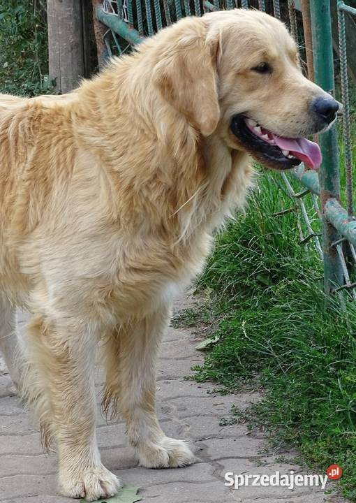 Golden retriever 16 miesięczny Przysucha