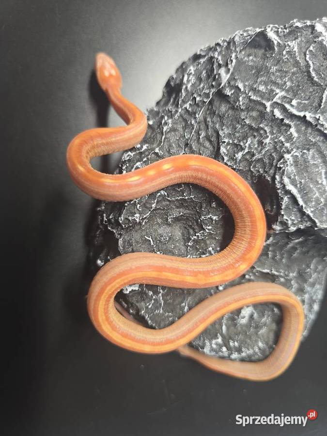 Wąż zbożowy samiec Wrocław