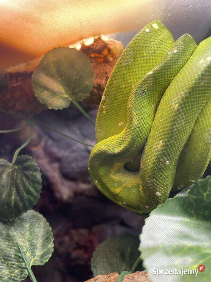 Morelia viridis pyton zielony Częstochowa