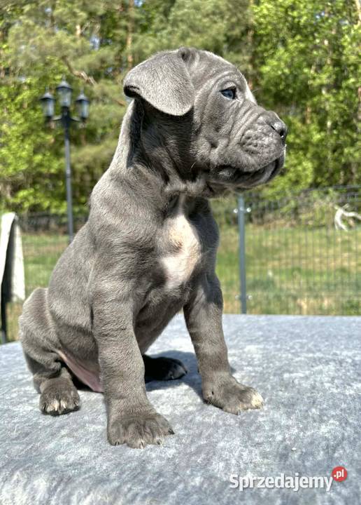 Szczeniaki Cane Corso ZKwP FCI Rezerwacja Gończyce