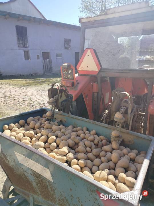 Ziemniaki sadzeniaki i jadalne odmiana Wega Głubczyce