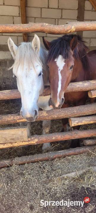 Konie klacze źrebaki sprzedam