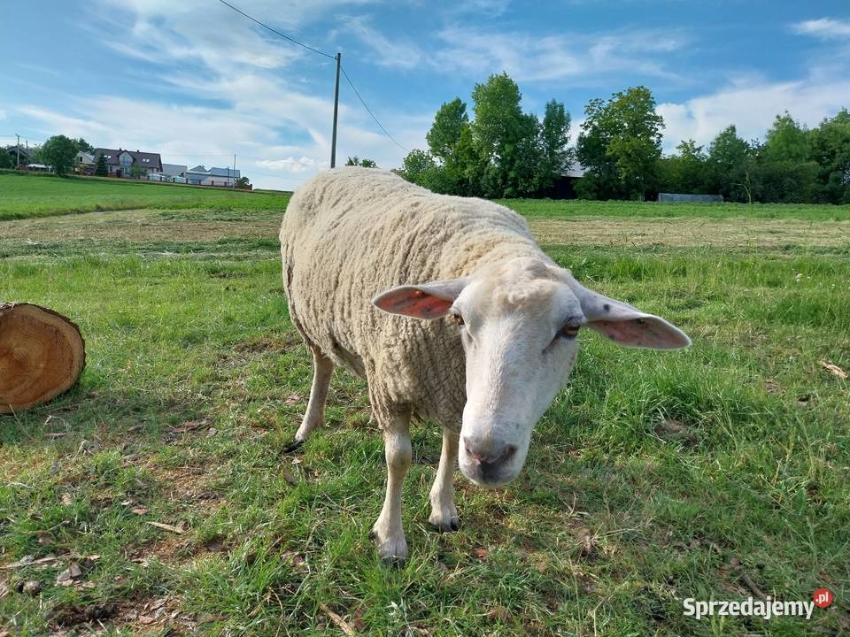 Owca olkuska samica dorosła małopolskie Górka Kościejowska