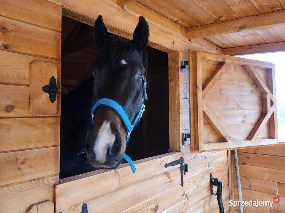 Stajnia konia drewniana Boksy koni łódzkie Łódź