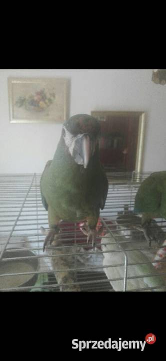 Kakadu Białooka Goffini Kakadu Ręcznie Poznań