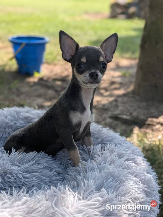 Chihuahua suczka xxs Szczaworyż