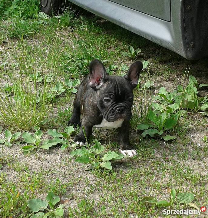 SZCZENIĘTA RASY BULDOG FRANCUSKI FCI Bydgoszcz sprzedam