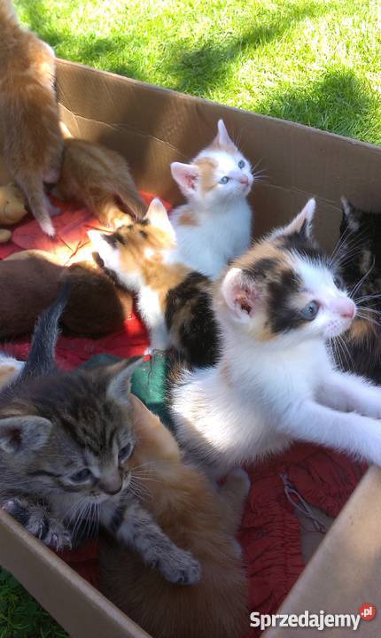 Do adopcji młode kocięta śląskie Będzin