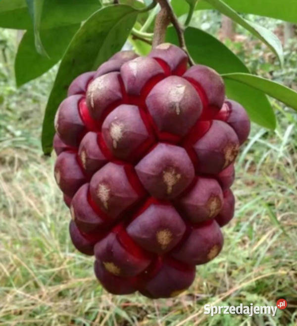 KADSURA COCCINEA Kadsura coccinea NASIONA 500 Lubanie
