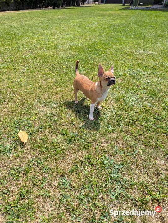 Chihuahua malutki wyjątkowy xxs Chihuahua łódzkie Radomsko