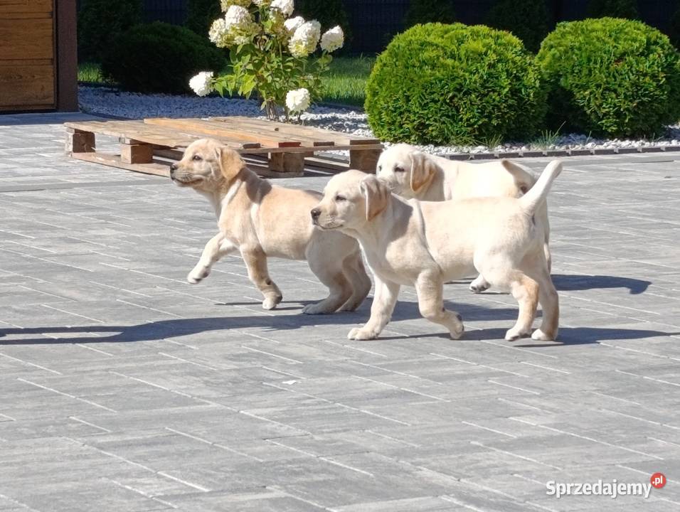 Labrador Milejowice sprzedam