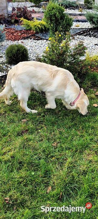 Golden Retriever śliczne szczeniaki Champion łódzkie Radomsko